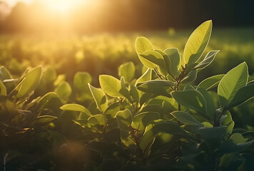 Poster - Fresh green leaf with sunlight on blurred greenery background. Natural green leaves bokeh.