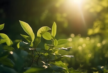 Poster - Fresh green leaf with sunlight on blurred greenery background. Natural green leaves bokeh.