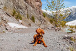 Hungarian hound dog lies against the background of the mountains