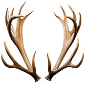 Deer Antlers Isolated On White Background. Ai Generative