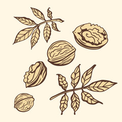 Poster - Isolated vector set of walnuts in vintage style. Hand drawn leaves and natural healthy food nut pieces collection. Diet snack vector illustration. Ingredient for nut butter and paste.