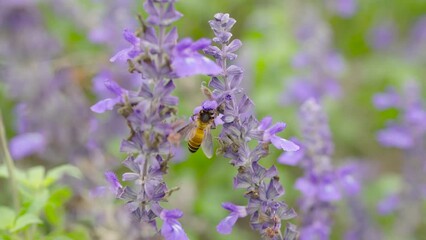 Wall Mural - Honey bee flying and collecting nectar pollen around garden sage flowers (Salvia officinalis) in the morning. Northern, Thailand.