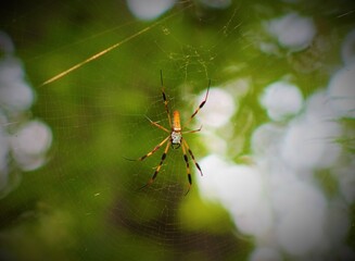 spider on a web