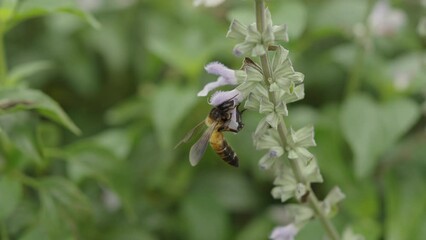 Wall Mural - Honey bee flying and collecting nectar pollen around garden sage flowers (Salvia officinalis) in the morning. Northern, Thailand.