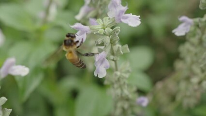 Wall Mural - Honey bee flying and collecting nectar pollen around garden sage flowers (Salvia officinalis) in the morning. Northern, Thailand.