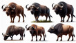 Collection of Buffalos on a white background 