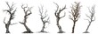 Set collection of giant old dead trees isolated on transparent background. Generative AI