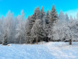 winter forest in the mountains, 