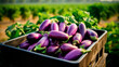 close up of a tray full of delicious freshly picked farm fresh eggplant, organic product. view from above. AI generate