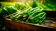 close up of a tray full of delicious freshly picked farm fresh green asparagus, organic product. view from above. AI generate