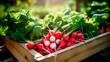 close up of a tray full of delicious freshly picked farm fresh Red radish, organic product. view from above. AI generate