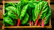 close up of a tray full of delicious freshly picked farm fresh red rib chard, organic product. view from above. AI generate