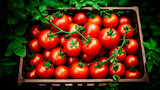 Fototapeta Nowy Jork - Extreme close up of a tray full of delicious freshly picked farm fresh common tomatoes, organic product. view from above. AI generate