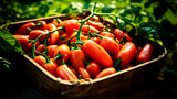 Fototapeta Dmuchawce - Extreme close up of a tray full of delicious freshly picked farm fresh San Marzano tomatoes, organic product. view from above. AI generate