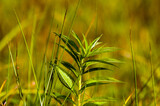 Fototapeta  - Kompozycja roślinna trawy łąka w pięknym oświetleniu.
