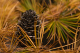 Fototapeta Londyn - Szyszka na gałęzi (Pine cone on a branch)
