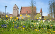 historic caste dinkelsbuhl, spring landscape with narcissus flower bed in front.