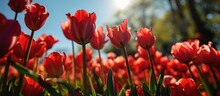 Red Tulips In Spring Garden Under Blue Sky.