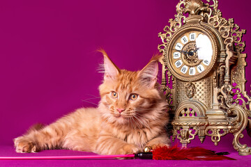 Wall Mural - Big beautiful Maine Coon kitten near the vintage clock...