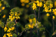 Gelbe Rapsblüten locken Insekten an