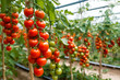 Industrial cultivation of tomatoes in a greenhouse
