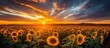 Beautiful sunflower field in a beautiful evening sunset with a red-orange sky in the background
