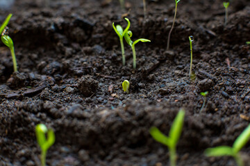 Sprouts in the ground