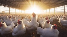 Free Range Broilers On A White Chicken Farm