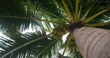 Coconut Palm, Low Angle View. Unripe Green Growing Coconuts, Beginning Of Season. Fertile Palm Tree With Growing Coconuts Sheltered Under Widest Palm Leaves. Bottom View From Below Tree Trunk Close Up
