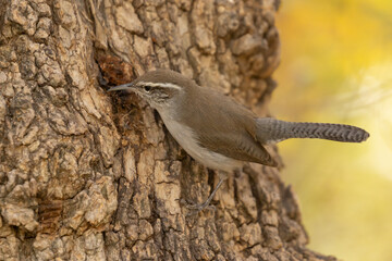 Wall Mural - A Bewick's Wren hunts for insects in a crevasse in the bark of a tree. Autumn foliage in the background makes a splash of warm gold green color.