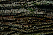 Closeup Captures Textured Bark Tree, Intricate Patterns Deep Grooves Ridges, Predominantly Brown Variations Shade, Spots Green Moss Lichen Surface, Detailed