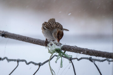 Poster - Sparrow during freezing winter weather in snow with ice on fence outdoors.