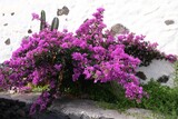 Fototapeta  - Beautuful blooming plant bouganville (Bougainvillea glabra, paper flower) with purple flowers, met in La Gomera, Canary Islands, Spain