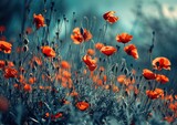 Fototapeta Maki - an image shows a field of red poppies