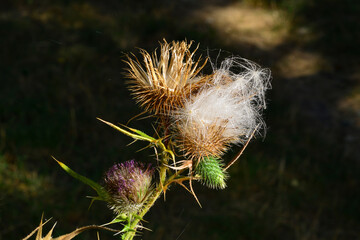 Wall Mural - Thistle . A perennial species of flowering plant in the family asteraceae