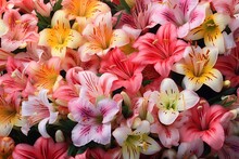 Beautiful Pink And White Alstroemeria Flowers As A Background. Generative AI