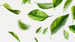 Green flying leaves isolated on white background. Fresh tea, air purifier, organic, vegan, eco or beauty product concept design banner