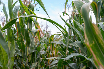 Wall Mural - Selective corn cob focus, corn pods in an organic field.