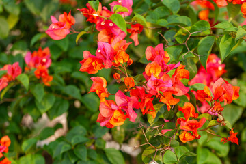 Wall Mural - Bougainvillea flower in the garden with nature background.