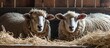 Confined barn sheep