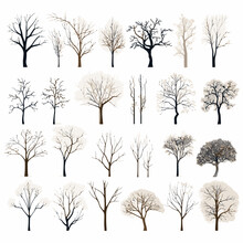 Winter Tree Bare Trees Collection