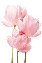 Closeup Macro View Of A Collection Of Pink Tulip Flowers Isolated On A White Background PNG