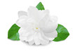 beautiful jasmine white flower blooming with leaves isolated on cutout transparent background png format,in india known as mogra,jui,chameli,mallika,jai,it is national flower of philippines 