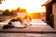 Farm Barn Longhair Cat on Outside Wood Deck During Sunset Licking Grooming