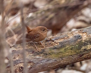 Wall Mural - A winter wren perched on a dead tree log in the forest. 
