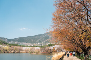 Sticker - Jinhae NFRDI Environment Eco Park spring cherry blossoms nature scenery at Jinhae Gunhangje Festival in Changwon, Korea