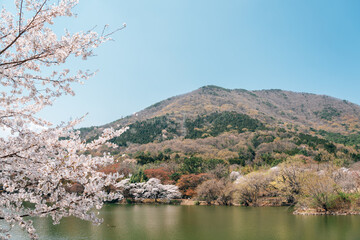 Sticker - Jinhae NFRDI Environment Eco Park spring cherry blossoms nature scenery at Jinhae Gunhangje Festival in Changwon, Korea