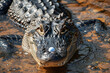 Alligator Balancing Golf Ball on Its Snout in a Quirky Encounter with Nature