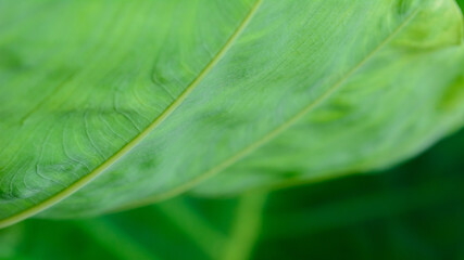 Wall Mural - Macro texture bright green leaf tropical forest plant in natural light background.