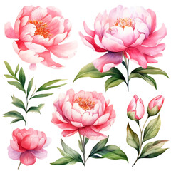 Wall Mural - Watercolor Pink Peony Clipart Collection on a transparent background 